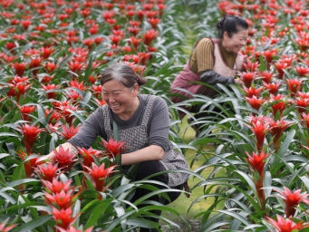 湖北钟祥：千亩花海铺就乡村“致富路”